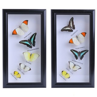Bộ sưu tập bướm 5 con mẫu 2
