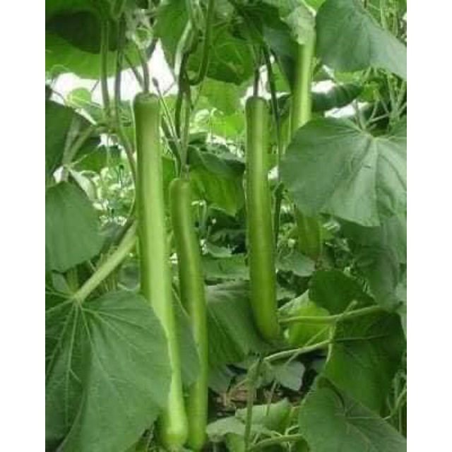 HẠT GIỐNG BẦU SAO siêu quả