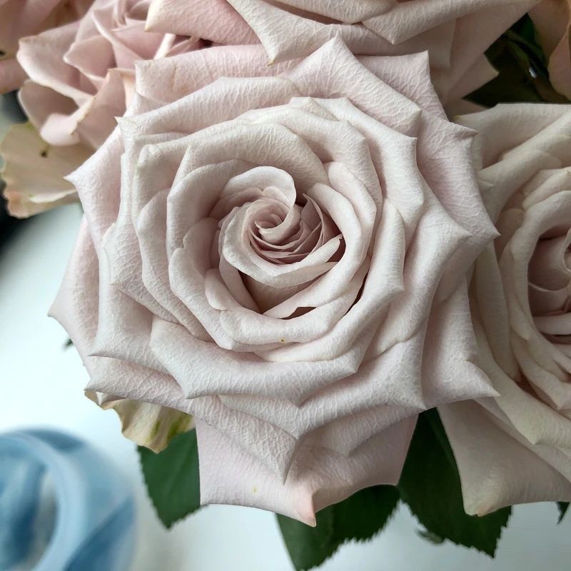 Hoa hồng Menta Rose - hồng bụi, lâu tàn