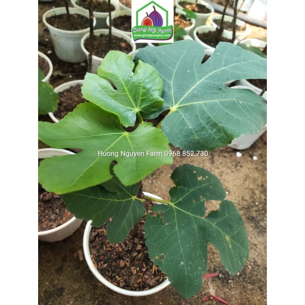 Cây sung mỹ cẩm thạch panache tiger