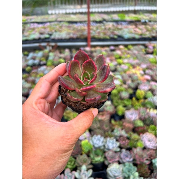 sen đá giống mới Hồng Mỹ Nhân size nhỏ 4-4,5cm, cái màu siêu iu,nuôi đủ nắng màu càng rực rỡ, hư 1 đổi 1