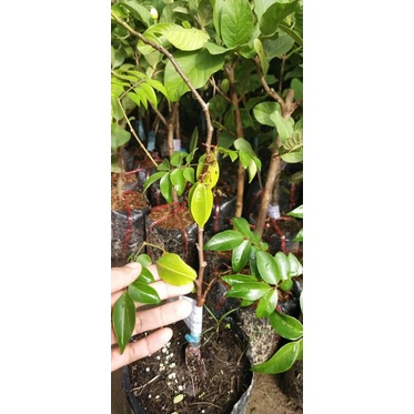 Khế chua/ngọt 30k