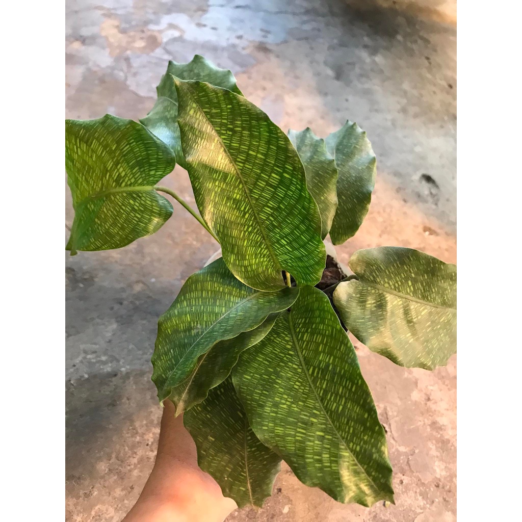 Đuôi Công Calathea Network - Calathea Musaica – Chậu Đuôi công Network - Đuôi Công Lá gạch để bàn