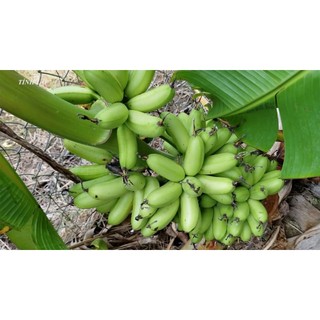 Cây giống Chuối Cau [ cam kết chuẩn giống ]