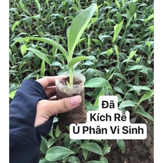 Chuối Cảnh Mini Siêu Quả Dáng Đẹp Dễ Trồng Sinh Trưởng Nhanh Tán Gọn Phù Hợp Cho Trang Trí Tiểu Cảnh