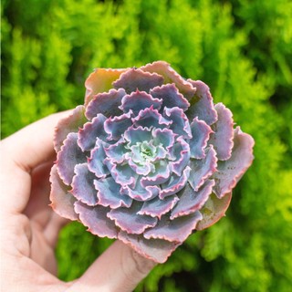 Sen đá bắp cải tím 5-7cm