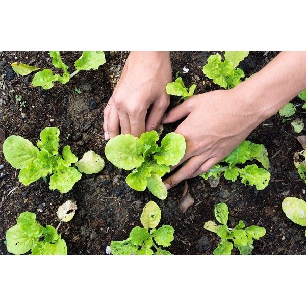 COMBO 2 GÓI PHÂN BÓN RAU XANH