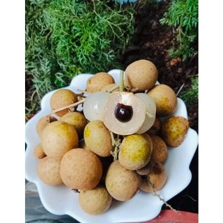 CÂY GIỐNG NHÃN SIÊU TRÁI