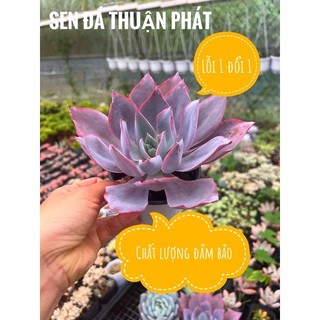 Sen đá Hạc Hồng, siêu xinh siêu kute, lỗi 1 đổi 1