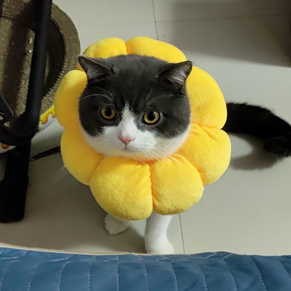 Vòng Đeo Cổ Khử Trùng Cho Thú Cưng Mềm Mại Hình Hoa Hướng Dương Nhiều Màu Sắc Chống Liế