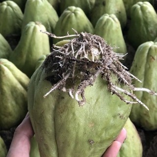 Quả su su giống đã nứt nanh