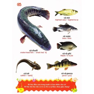 Sách: Từ Điển Tranh Về Các Con Vật (Bìa Cứng)