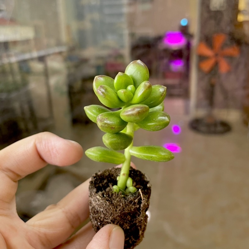 Sen Đá Sỏi Kẹo Mini - có mùi thơm