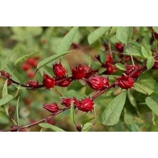 Cây giống atisso(1 bầu giống 20cm)