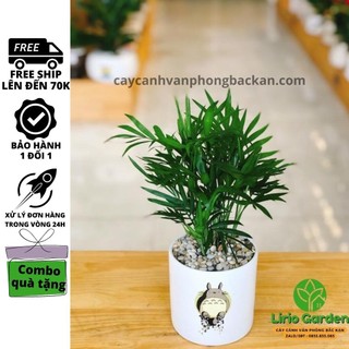 [ Quà Tặng Kèm ] Cây tiểu trâm , trúc nhật , cau cảnh