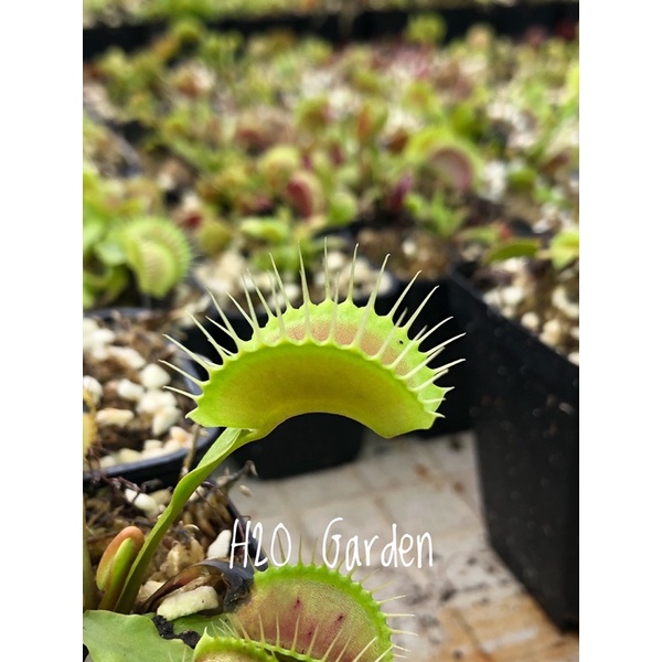 Cây bẫy kẹp-cây bắt mồi-cây ăn thịt-venus flytrap các loại-trồng terrarium