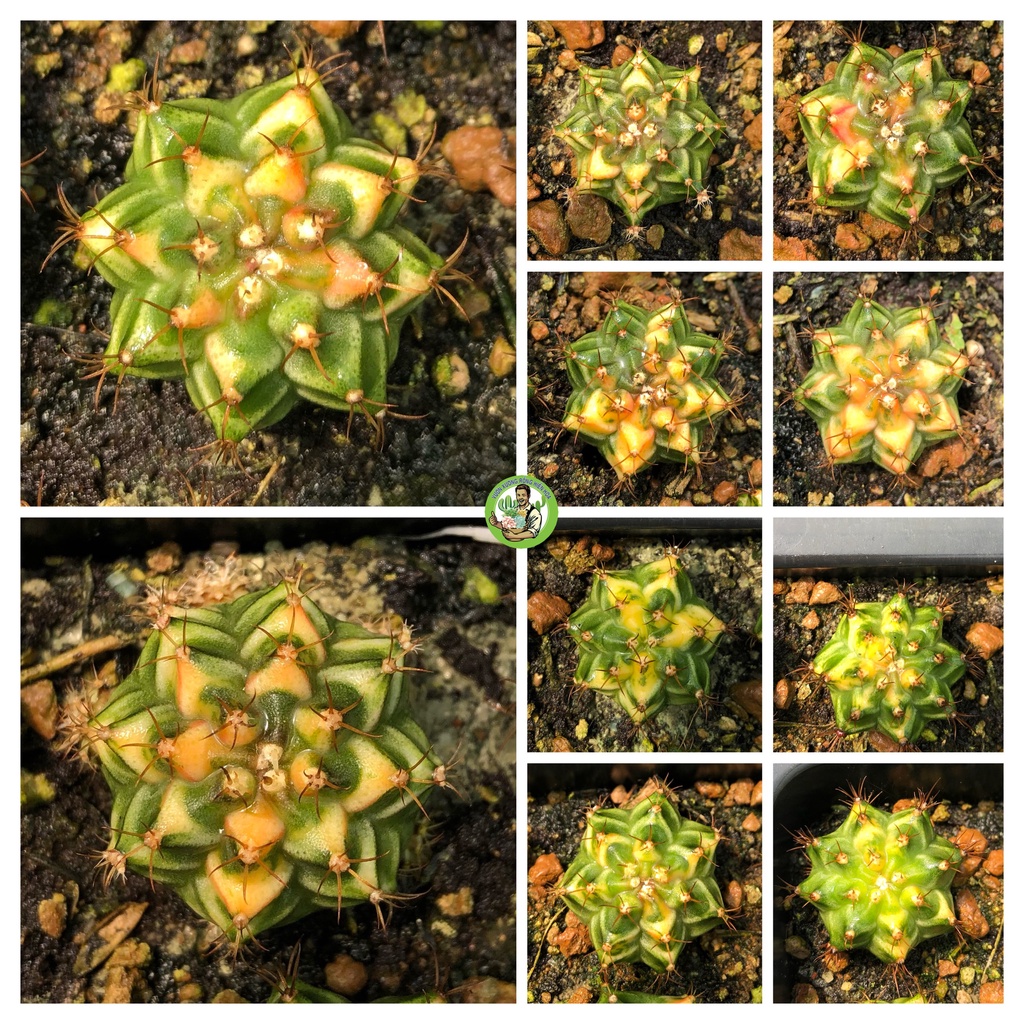 Xương rồng gym lem orange-có tặng đất trồng