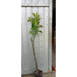Cây Mít Tố NỮ ( cây ghép, chuẩn giống - nhanh ra trái )