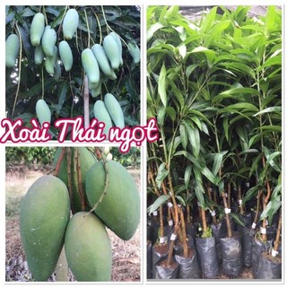 Cây giống Xoài Thái Ngọt