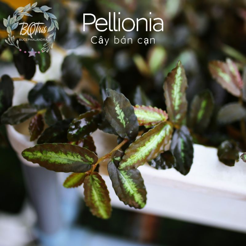 Pellionia | Cây bán cạn | Terrarium | hàng ngọn | chưa lên màu