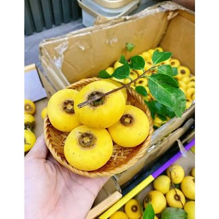 Cây Giống Thị thơm lùn
