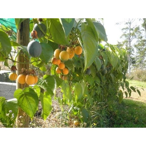 CÂY GIỐNG Chanh dây ngọt Colombia