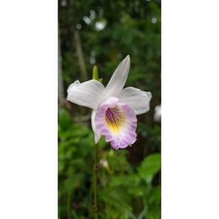 Trúc lan, Arundina graminifolia, chậu giống