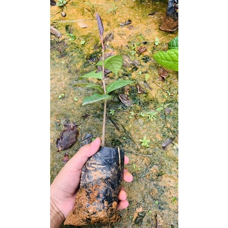 trà hoa vàng ươm hạt Tam Đảo