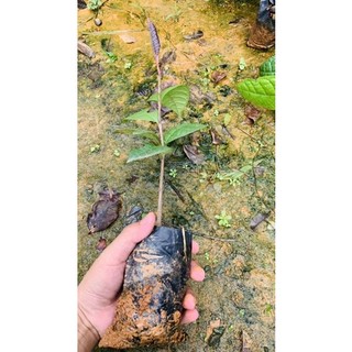 Trà hoa vàng ươm hạt Tam Đảo