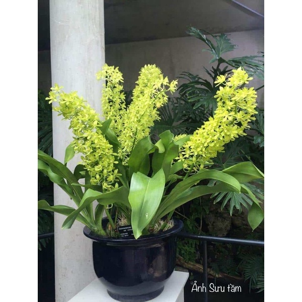 Vũ Nữ Hoàng Hậu Cây Trưởng Thành