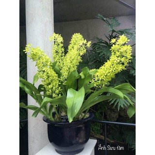 Vũ nữ hoàng hậu cây trưởng thành