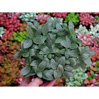 Lá cẩm nhung xanh may mắn bụi lớn 20cm dễ trồng mát văn phòng đẹp