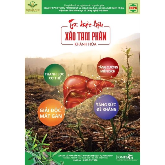 Trà dược liệu Xáo Tam Phân dạng túi lọc