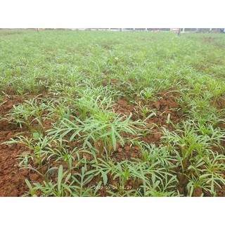 100 hạt hoa sao nhái mix màu
