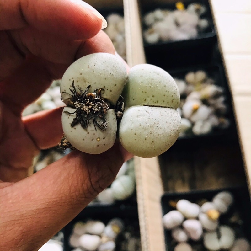 Sen Thạch Lan Dòng Dinterthanus, Lithops Sen Mông 1,5-2cm