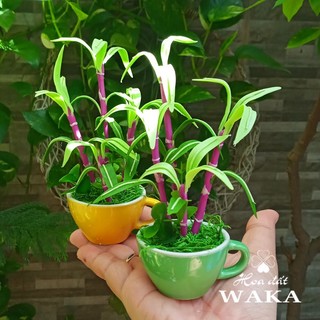Hoa Đất Sét Mini - Cây mía 15cm