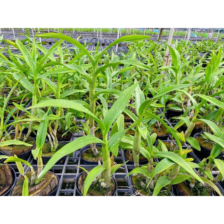 Hoa Lan Mắt Rồng Xanh, chậu cây trưởng thành, nhiều thân, sắp có ngồng hoa