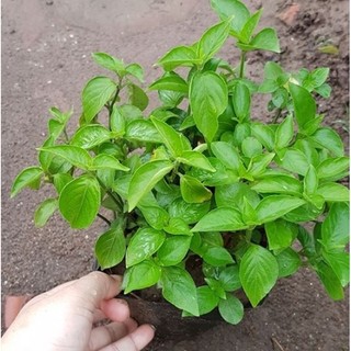 1 Cây giống LÁ CẨM Tím / Đỏ ( nấu xôi, chè )