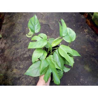 CÂY MON MINI - Cây kiểng lá, decor, cây nội thất