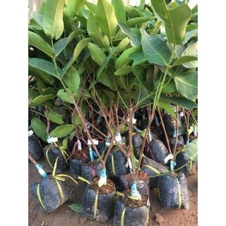 Cây giống roi tím ( Mận tím). [GIỐNG GHÉP CHO QUẢ SỚM]