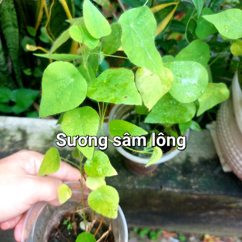 Cây sương sâm trơn, sâm lông