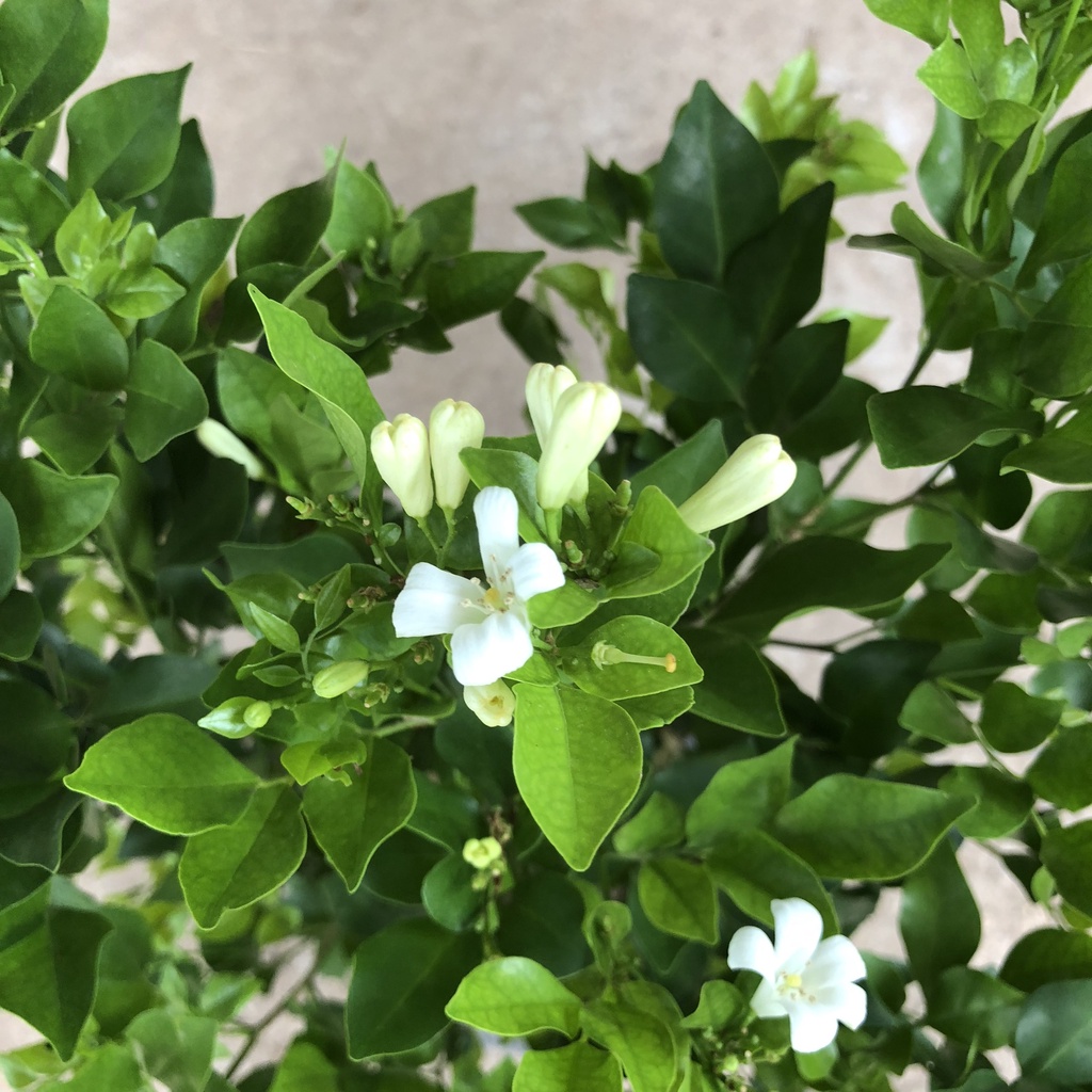 Cây hoa nguyệt quế  Cao 25cm - Hoa có mùi thơm, trang trí hàng rào, sân vườn