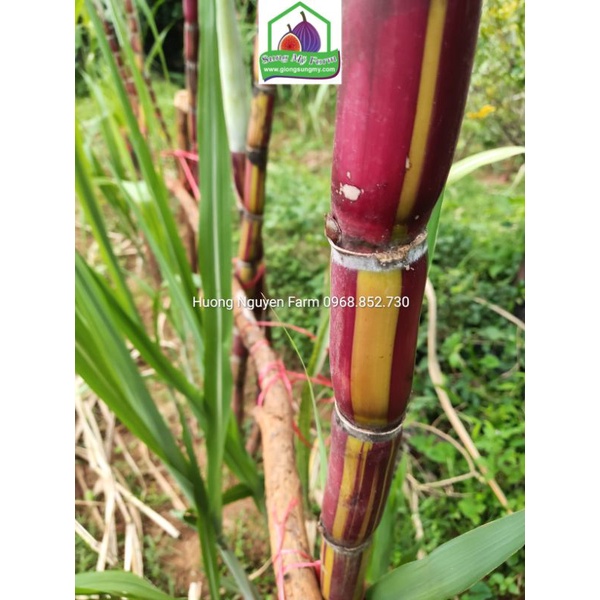 2 cành Giống Mía sọc kẹo Hawai 0.5 m