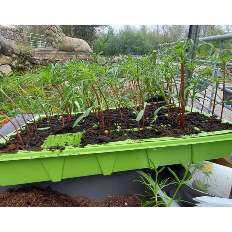 100 Hạt giống Hoa sao nhái_cánh bướm kép Cosmos Double  chuẩn F1