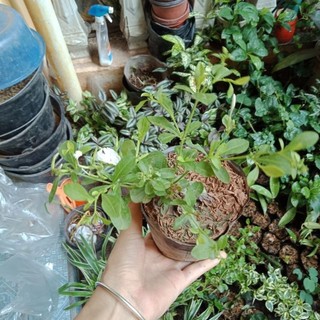 Cây thanh xà, bạch xà