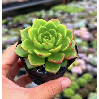   CÓ GIÁ SỈ  sen đá Xanh Ngọc size nhỏ 4-5cm 