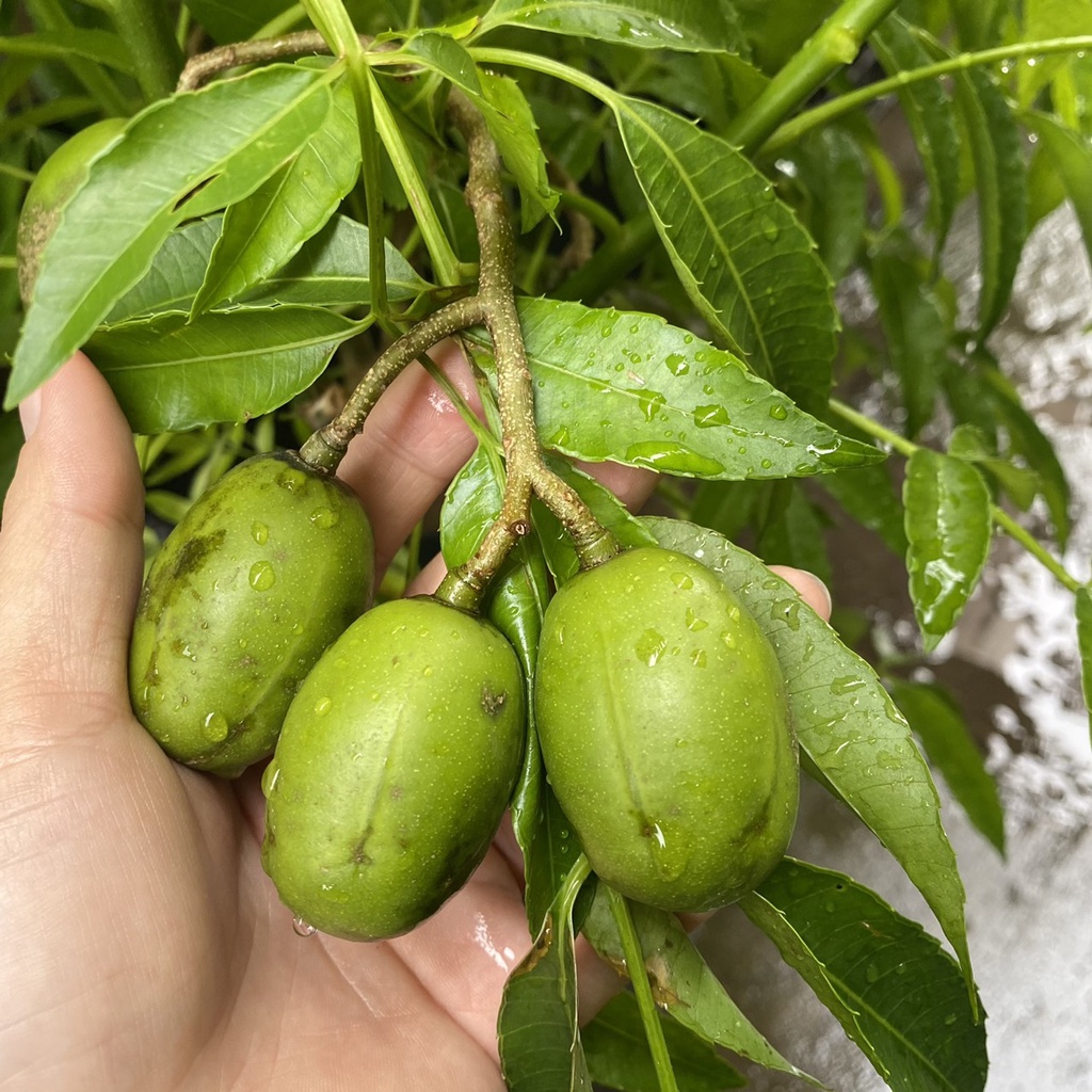 Cóc thái siêu quả, cây trưởng thành đang sẵn hoa