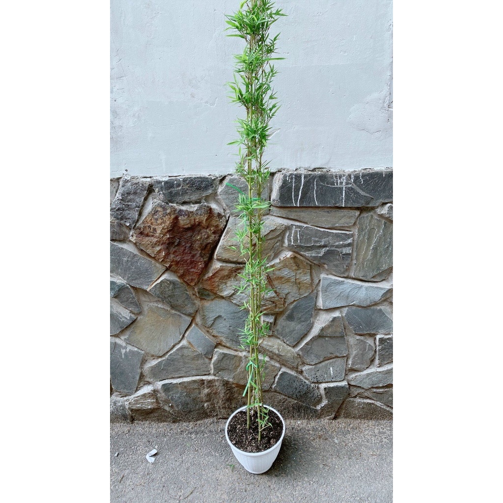 Trúc Quân Tử Kèm Chậu Nhựa