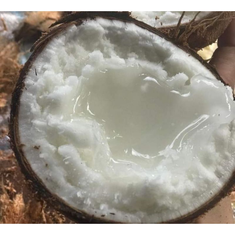 Dừa Sáp Cầu Kè Cơm Siêu Dày