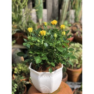 Chậu hoa hồng siêu nụ hoa vàng